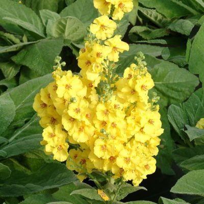 Verbascum 'Lemon Sorbet'