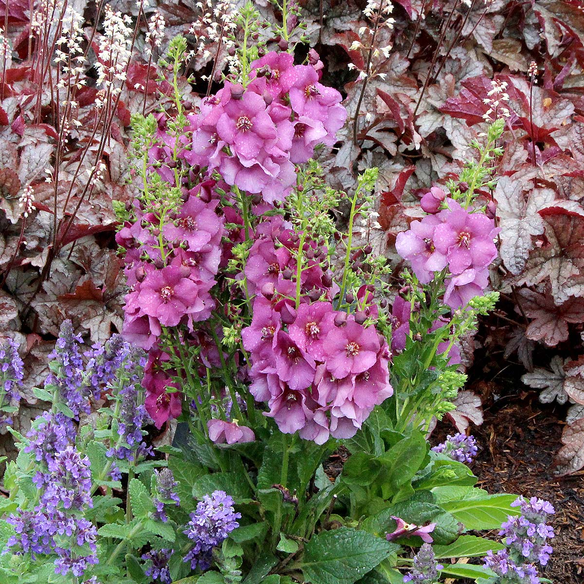 Verbascum 'Plum Smokey'