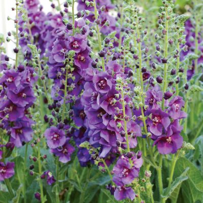 Verbascum 'Plum Smokey'