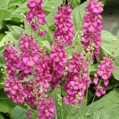 Verbascum 'Sugar Plum'