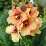 Verbascum 'Sierra Sunset'