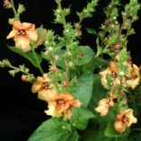 Verbascum 'Sierra Sunset'