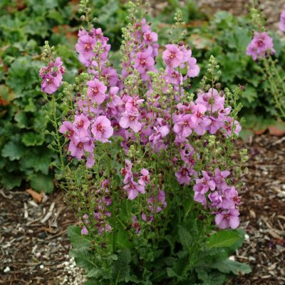 Verbascum 'Sugar Plum'