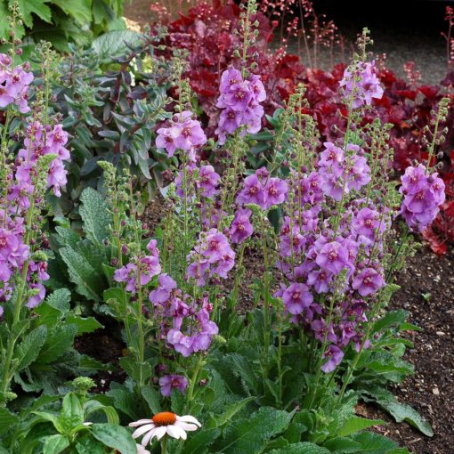 Verbascum 'Sugar Plum'