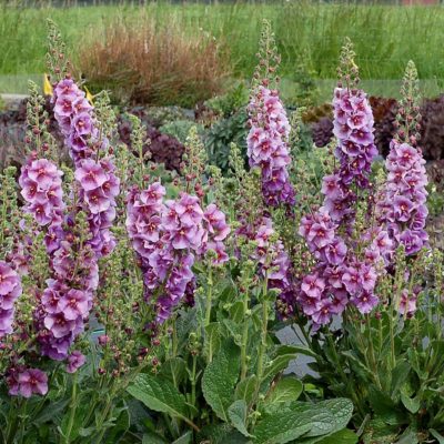 Verbascum 'Sugar Plum'