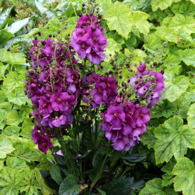 Verbascum 'Sugar Plum'