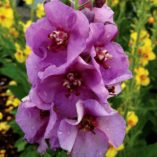 Verbascum 'Sugar Plum'