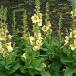 Verbascum 'Sunshine Spires'