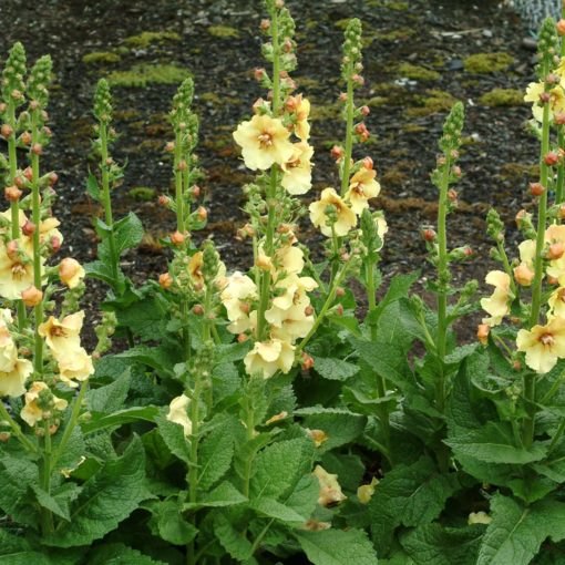 Verbascum 'Sunshine Spires'