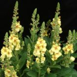 Verbascum 'Sunshine Spires'