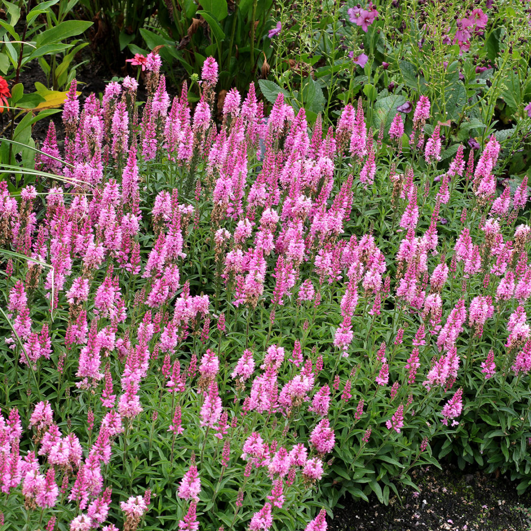 Veronica | TERRA NOVA® Nurseries, Inc.