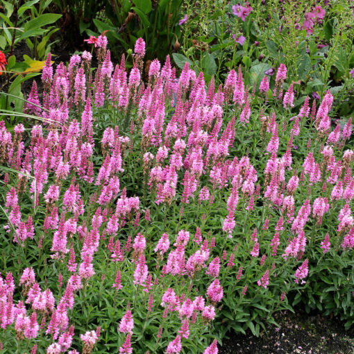 Veronica ‘Aspire’ | TERRA NOVA® Nurseries, Inc.