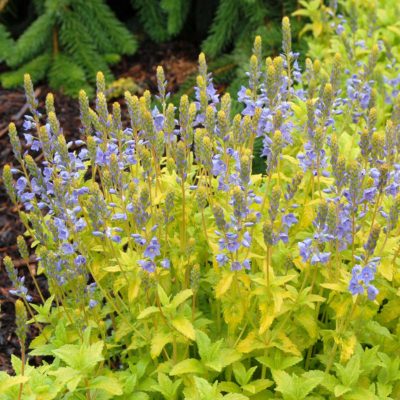 Veronica 'Aztec Gold'