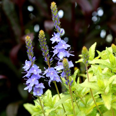 Veronica 'Aztec Gold'