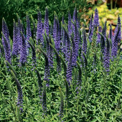 Veronica VENTURE™ 'Blue'