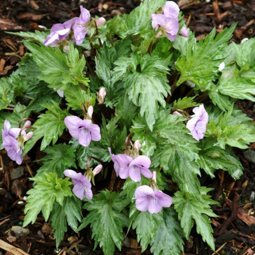 Viola 'Silver Samurai'