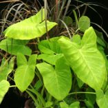 Xanthosoma 'Lime Zinger'
