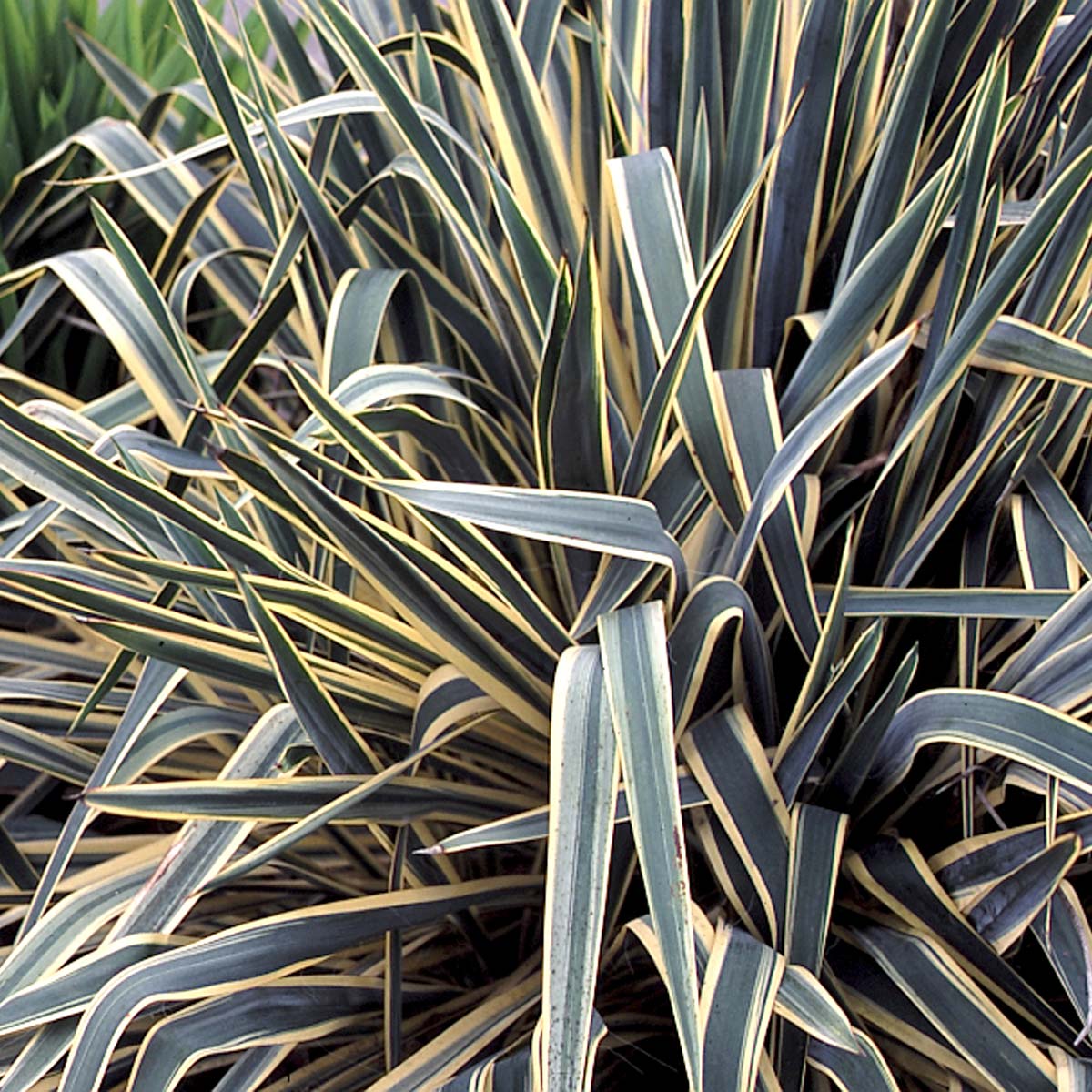 Yucca 'Bright Edge'