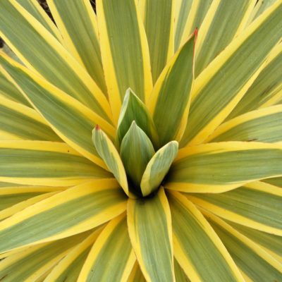 Yucca 'Bright Star'