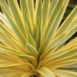 Yucca 'Bright Star'