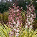 Yucca 'Bright Star'