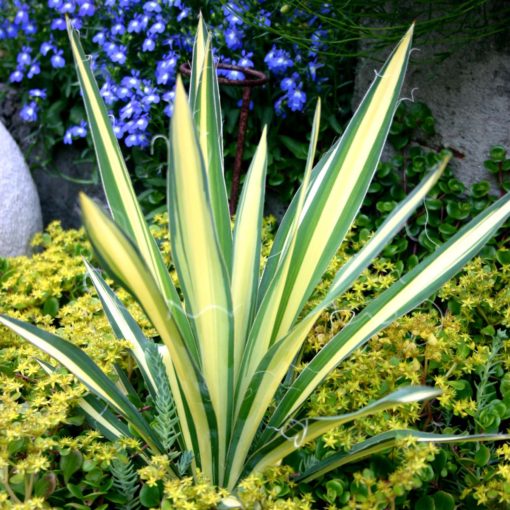 Yucca 'Color Guard'