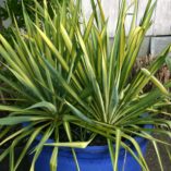 Yucca 'Color Guard'