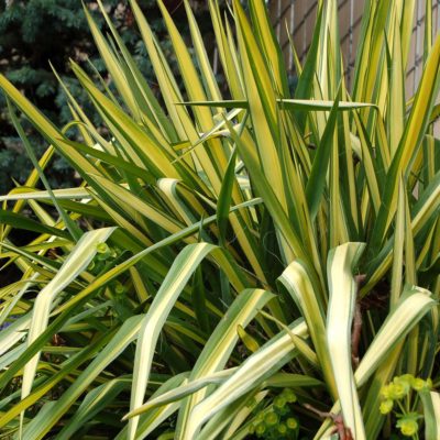 Yucca 'Color Guard'