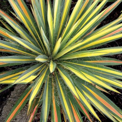 Yucca 'Color Guard'