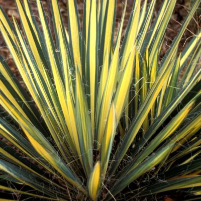 Yucca 'Color Guard'