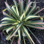 Yucca 'Color Guard'