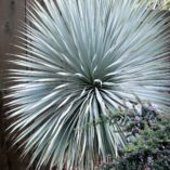 Yucca 'Sapphire Skies'