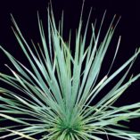 Yucca 'Sapphire Skies'