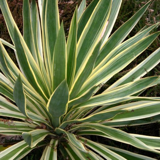 Yucca 'Variegata'