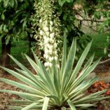 Yucca 'Variegata'