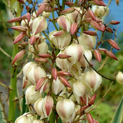 Yucca 'Variegata'