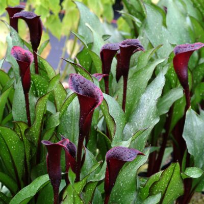 Zantedeschia 'Edge Of Night'