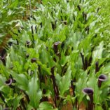 Zantedeschia 'Edge of Night'