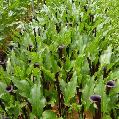 Zantedeschia 'Edge Of Night'