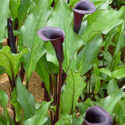 Zantedeschia 'Edge Of Night'