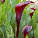 Zantedeschia 'Edge of Night'