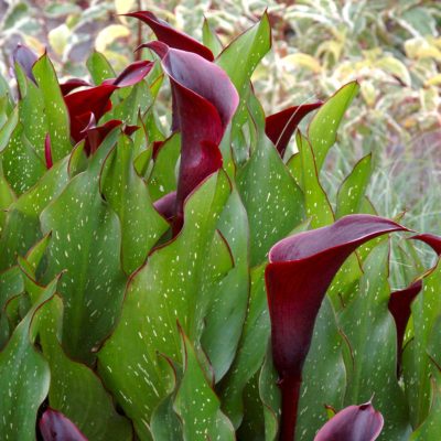 Zantedeschia 'Edge Of Night'