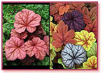 Hot Heucheras and Their Uses