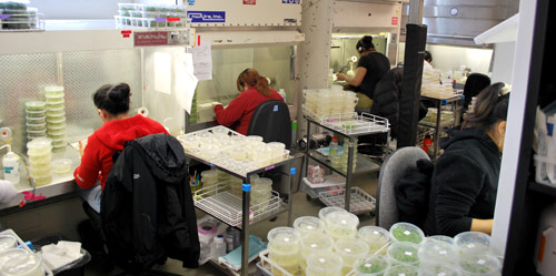 Lab Lab