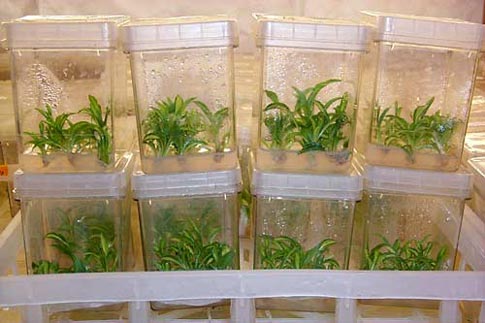 Plants in Tissue Culture