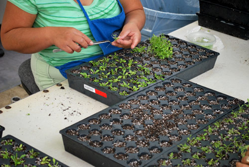 Tissue Culture