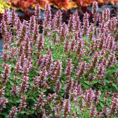 Agastache 'Kudos Silver Blue'