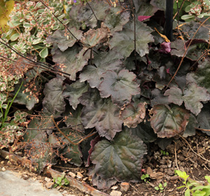 Heuchera 'Blackout'