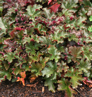 Heuchera 'Chocolate Ruffles'