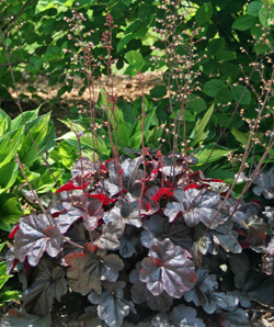 Heuchera 'Obsidian' Flowering